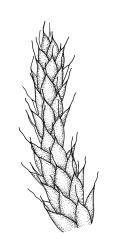 Rhacocarpus purpurascens, portion of shoot, moist. Drawn from B.H. Macmillan 94/65, CHR 506931, and A.J. Fife 11135, CHR 515097.
 Image: R.C. Wagstaff © Landcare Research 2018 